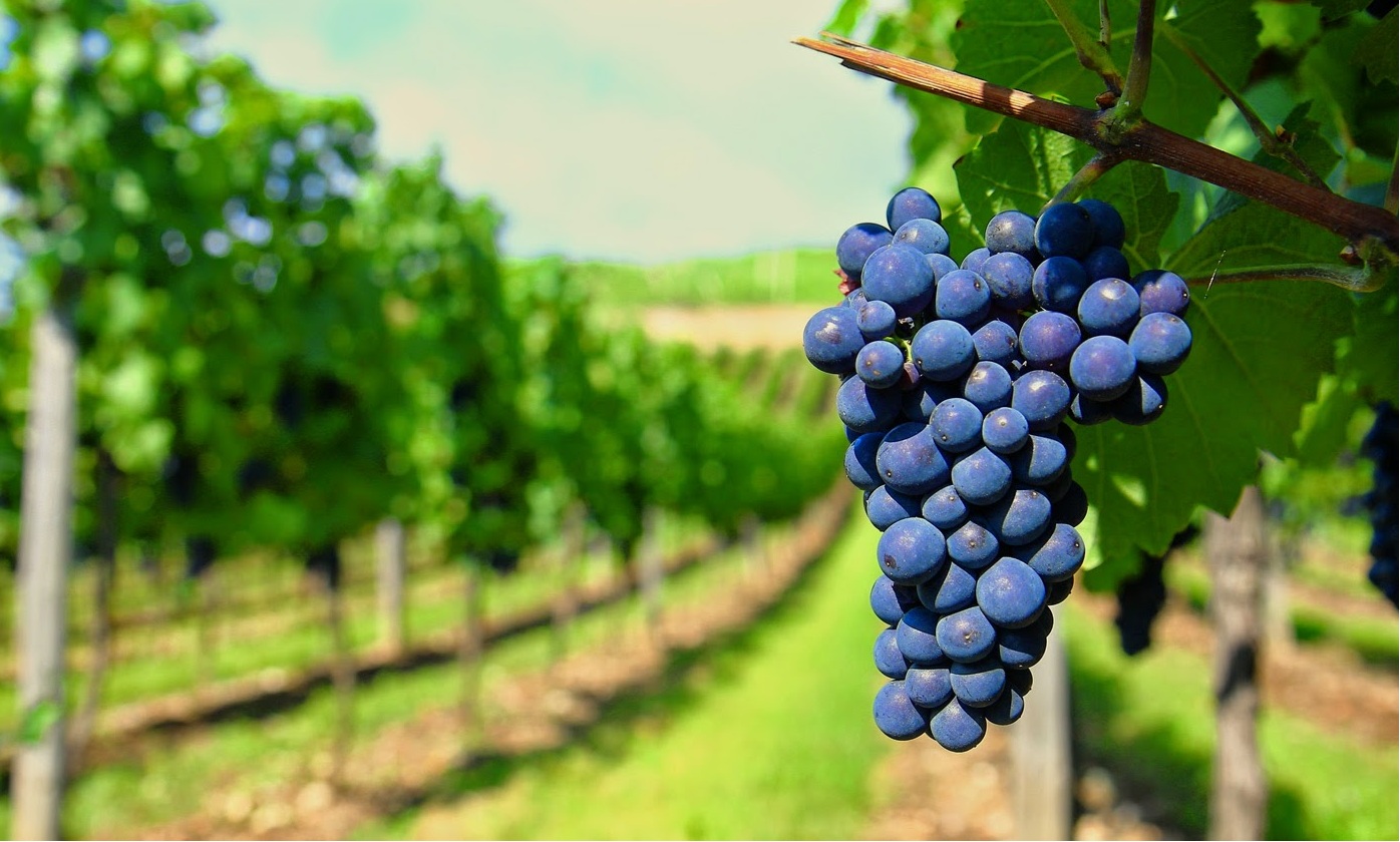 Viaje a Viñas